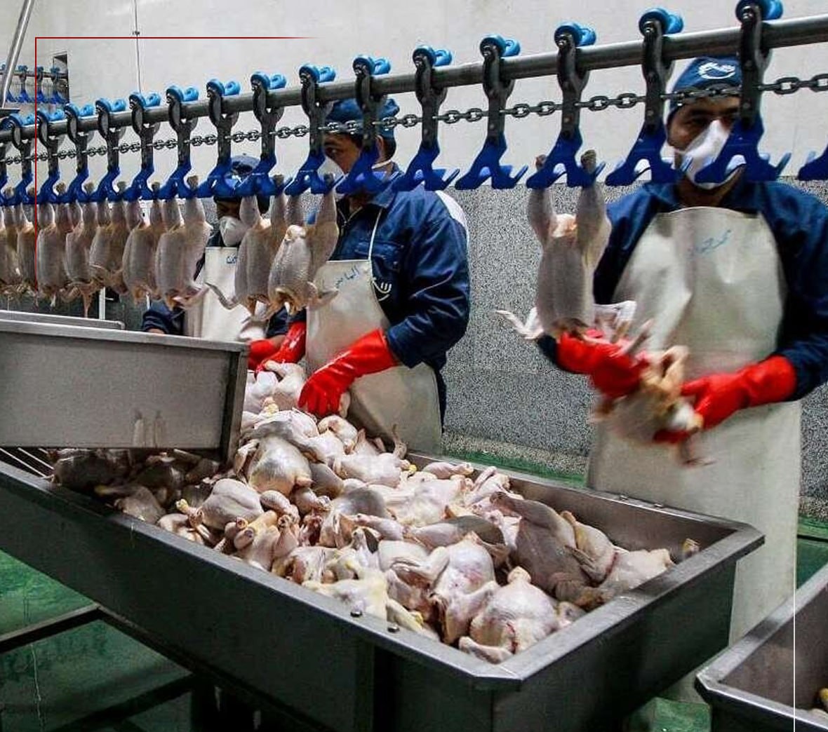 مرغ گران شد/دلیل گرانی مرغ و گوشت چیست؟