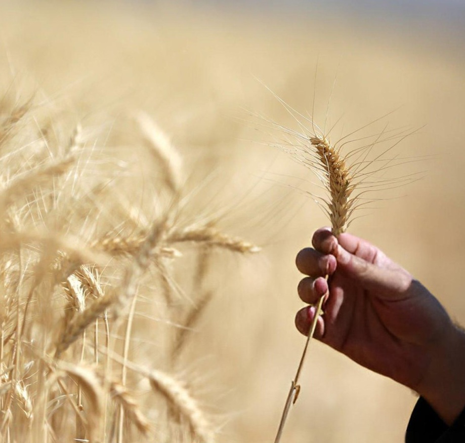 قیمت خرید تضمینی گندم اعلام شد!