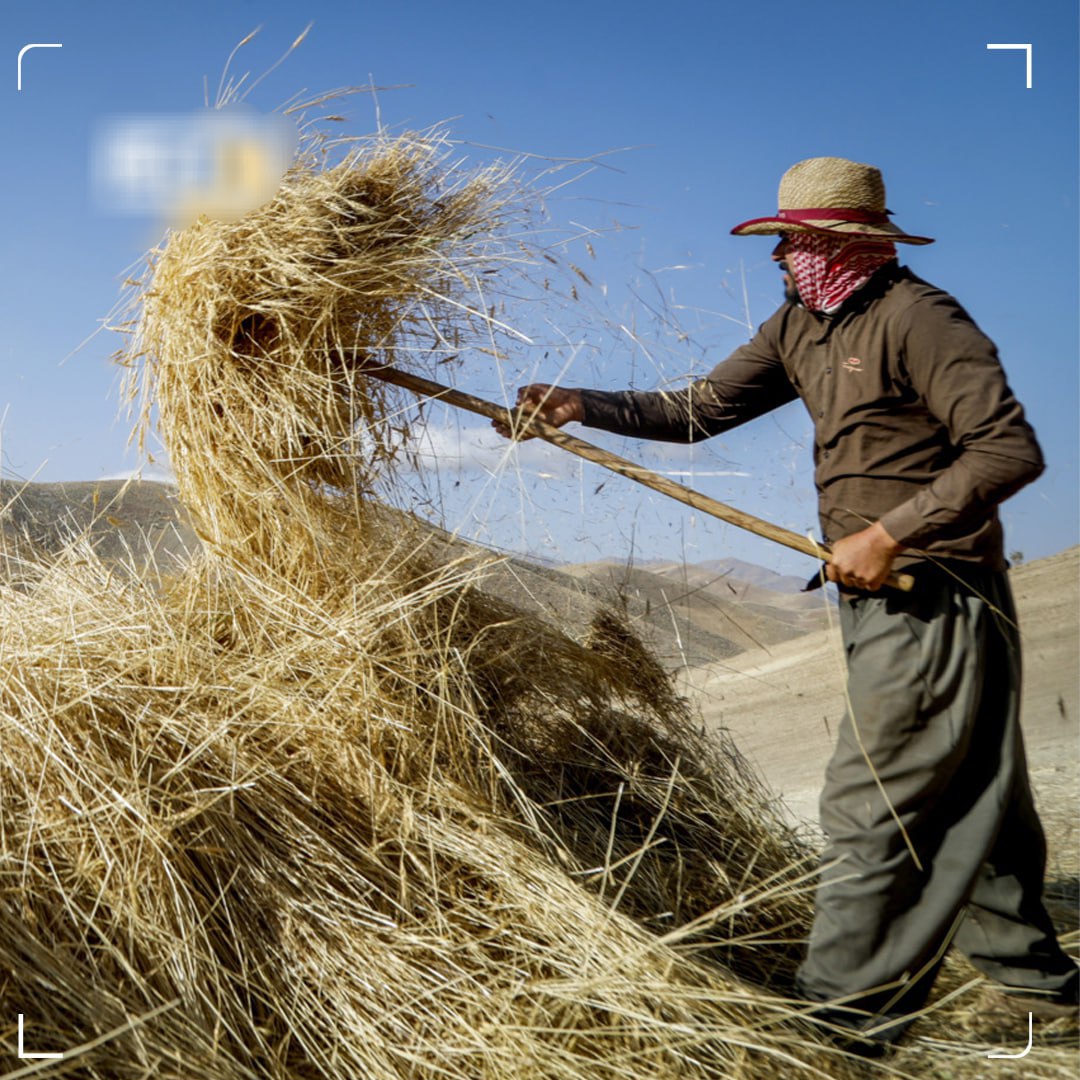 جزئیات بیمه گندم کشاورزان اعلام شد
